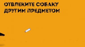 Что делать если на вас напала собака