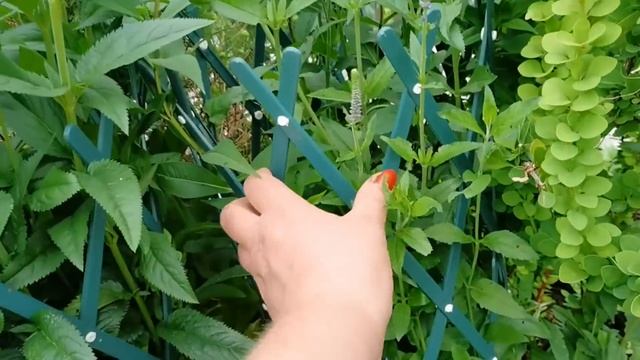 Горшечный садик, подставки и макраме- вкусные изюминки моего сада
