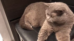 Британка из тик тока . Брошенная дочь