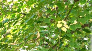 02.1 Душа безмолвия. Молитвы любви