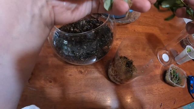 Создание маленького флорариума