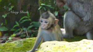 Breaking news! Two men have released two new monkeys, new abandoned baby are so small
