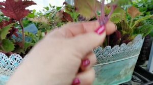 Календарь садово- огородных работ на АПРЕЛЬ. Придётся сеять и копать по снегу!