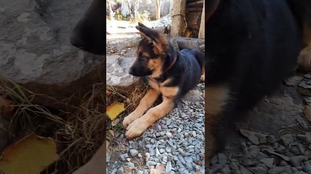 ушки домиком, продажа немецкая овчарка Рамона Грей Симферополь Крым+79787458062 доставка по России смотреть онлайн