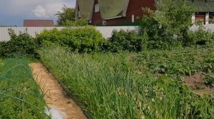 Делаю как бабушка учила и ЛУК растет крупный, без болезней и вредителей