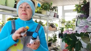 РОЗЫ такие НЕ обычные я еще не сажала. Новинки Гортензий. Подготовка саженцев к посадке