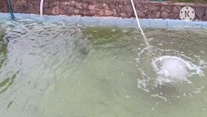 Осетра форель стерлядь в пруду кормим🙂