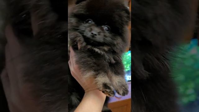 Малыши #померанскийшпиц #мини #мишки #купитьшпица