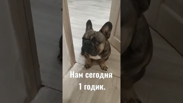 Лео день рождения 🎂🎂#французскийбульдог #frenchbulldog #французскии #бульдог #dog #frenchie смотреть онлайн