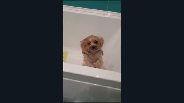 смешные животные/ кошки/ собаки и другие 😂 смешно до слез🤣🐶🐱🦝 смотреть онлайн