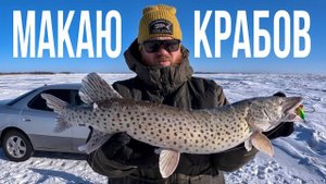 Зимняя щука на крабы