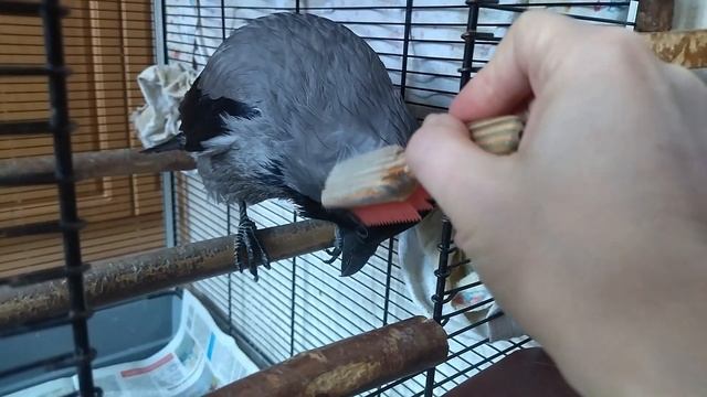 Ворона Клава любит чесаться расческой смотреть онлайн