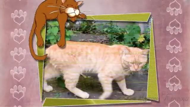 Породия на песню Кошка беспородная смотреть онлайн