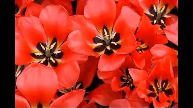 Цветотерапия - красный