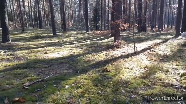 С Мартином 🐕🦺 в лес / Мой спаситель если бы не сабакин/ УЧИТЕСЬ ЛЮДИ У СОБАК УБЕРИТЕ ЗА СОБОЙ ЛЕС смотреть онлайн