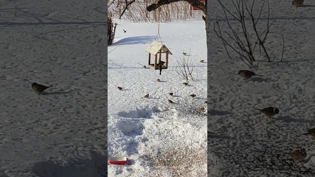 Синицы и воробьи зимой