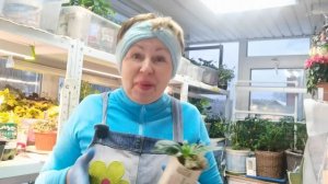 От увиденного волосы встали дыбом! Неужели опять будет страдать моя рассада?