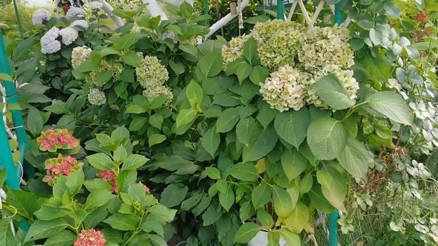 Чем подкормить ГОРТЕНЗИИ для отличной зимовки?