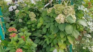 Чем подкормить ГОРТЕНЗИИ для отличной зимовки?
