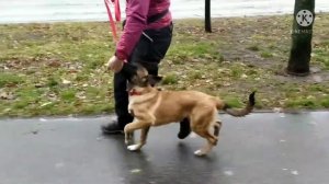 Щенок малинуа Benar KernelDog 3 месяца, учимся работать при сильных раздражителях в большом городе.