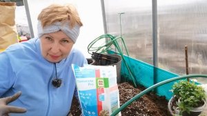 Мои ПЕТУНИИ переезжают на ПМЖ. Делаю вкусный грунт и с осмокотом экономить нельзя!