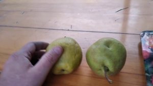 Сорт груші Шин Лі (Shin Li asian pear)