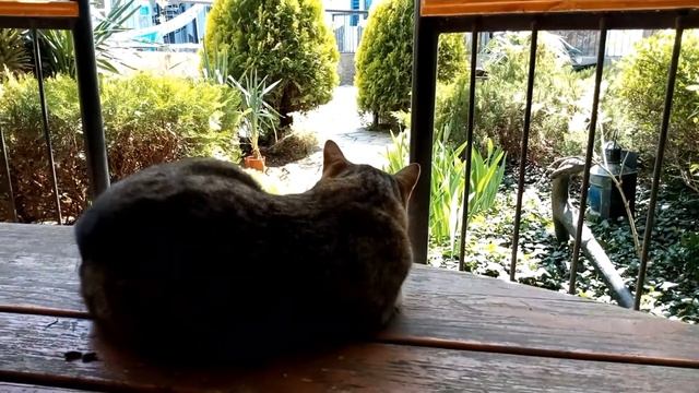 Сонное царство в РАПАНАХ смотреть онлайн