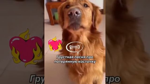 Грустная песня про потерянную косточку 🎵