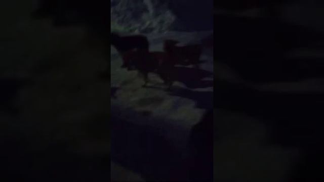 В Саратове стая агрессивных собак напала на женщину с маленьким ребенком смотреть онлайн