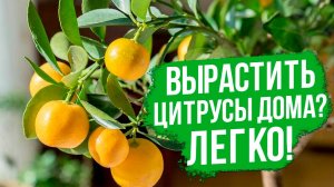 Вырастить цитрусовые комнатные растения дома - легко!