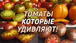 5 СОРТОВ ТОМАТОВ, КОТОРЫЕ ВЫ НЕ ДОЛЖНЫ ПРОПУСТИТЬ!