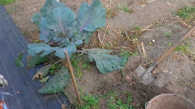 КАРТОФЕЛЬ убирала бабка с косой да внуки целых 3 дня. УРОЖАЙ отличный