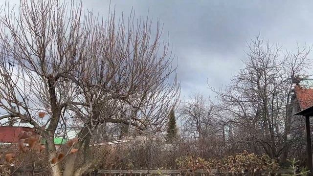 Короткая поездка на дачу. Обрезаем старую грушу