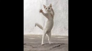 Dancing cats - Танцующие коты.
