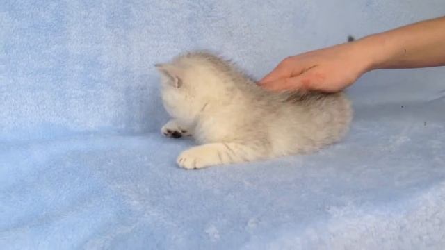 Британские котята,серебристые шиншиллы.
