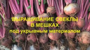 Выращивание СВЁКЛЫ в Каркасных КАШПО модели М9030 с мульчированием укрывным материалом. 2017 год.