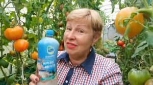 Томаты спелые и крупные до самых верхушек. Чем подкормить для зрелости и налива?
