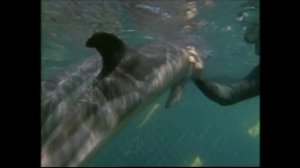 Одиссея Жака Кусто 1 сезон 33 серия (документальный сериал, 1966 – 1987)