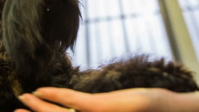 My Dog's Paws SMELL BAD 🐾🐕 (Why and What to Do)