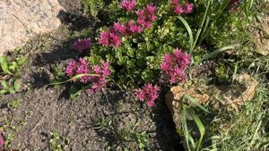 Купила подарок себе на День Рождения! Муж начал красить дом