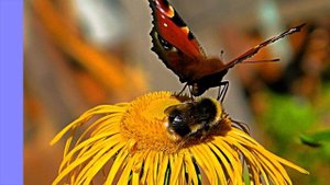 Бабочки на Сахалине