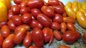 Томат Борге Челано. Подробный обзор сорта и дегустация.