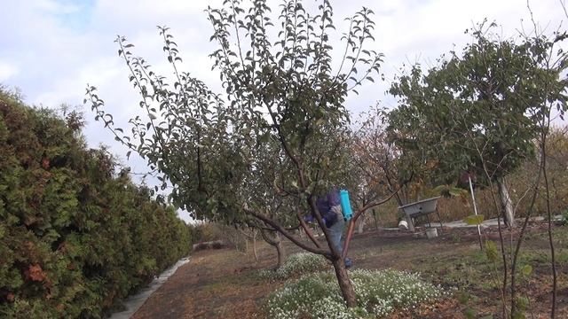 Осенняя обработка сада селитрой .Селитра тоже фунгицид.