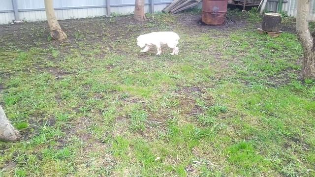 Гостевой Дом для Собак "ЛаброДом" Москва (Истра ) смотреть онлайн