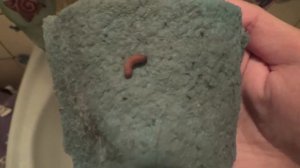 Что это? Маленькая гусеница (личинка) в ванной!