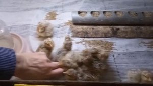 Уход за цыплятами, без хлопот. Суточные леггорны.