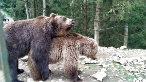 Mating bears 2. Парування ведмедів Синевир 2021