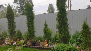 Крупные разочарования зимовки сада  этого года. Жду вашего совета