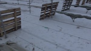 Укрытие винограда на зиму