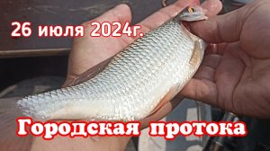 Городская протока. 26 июля 2024г.